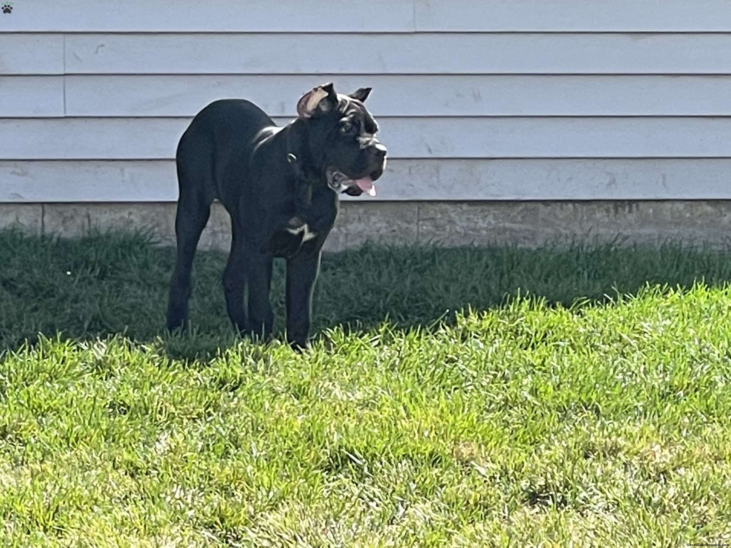 Black Pearl Cane Corso Puppy For Sale in Minnesota